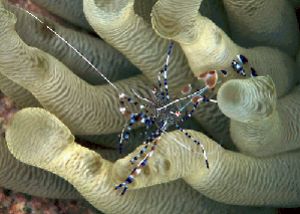 The spotted cleaner shrimp is tiny and resides in anemone... by Len Deeley 